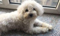 白色泰迪犬多少钱一只?搞清价格在入手