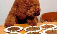 泰迪吃什么狗粮好?这样来挑选性价比高的狗粮