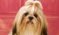 西施犬掉毛吗,小编告诉你为什么会掉毛