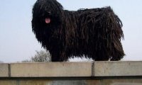 波利犬吃点什么,一起来深度解析