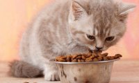 小猫多大可以吃猫粮?一般是这个时间段
