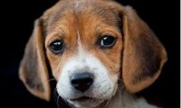 比格犬吃什么狗粮好?合适的才是最好的
