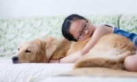 金毛是导盲犬吗?这是它们的荣光