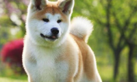 秋田犬吃什么?很多东西它都是可以吃的