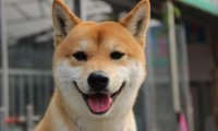狗为什么不能吃盐?有损身体健康