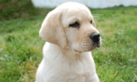 拉布拉多不叫怎么办?试着这样训练下