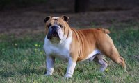 斗牛犬性格怎么样,与形象一点不符