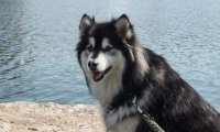 阿拉斯加犬和金毛哪个好?这么全面的一对比自然就清楚了