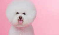 比熊犬能活多少年?这点时间就是转眼之间的事