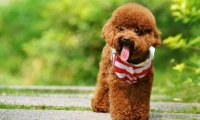 贵宾犬咳嗽吐白沫怎么办?要找到具体的原因