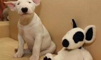 牛头梗皮肤病怎么治疗?对症下药才是关键