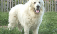大白熊犬多久定型?不出意外就是这段时间