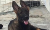 怎么训练德国牧羊犬?训练小技巧分享