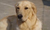 金毛幼犬如何训练?智商高也要好方法