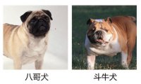 八哥犬和斗牛犬的区别,一起来对比一下
