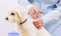 小狗要打哪些疫苗?这些一个都不能少