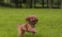 贵宾犬吃饭可以吗?一般情况是可以的