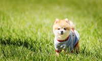 狗狗疫苗怎么打?打法和时间先了解