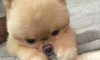 博美鼻头干怎么回事,检查下是不是这些原因