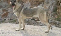 狼青犬怎么样?养过的才有权发言