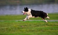 边境牧羊犬换毛要多久,正常情况下就这这个月