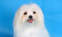 马尔济斯犬智商,美貌与智慧并存