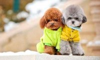 狗狗口臭怎么办?分析下产生的原因