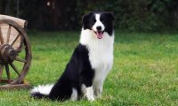 边境牧羊犬吃什么?看完做一名合格的边牧主人