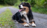 牧羊犬怎么训练放羊,一般都会由专业人士来做