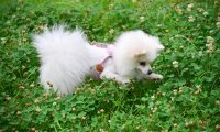 博美犬性格 聪明易驯不爱都难