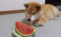 狗狗能吃西瓜吗？注意别贪多