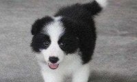 边境牧羊犬怎么看品相,请注意这几点