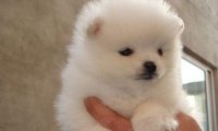 博美犬不吃什么东西?这些食物其实都建议不吃