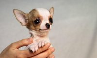 茶杯犬怎么训练?好方法就会事半功倍