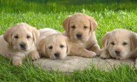 怎么挑拉布拉多幼犬?看准这几点很重要