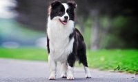 边境牧羊犬怎么训练,知道这些事半功倍