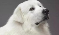 大白熊犬智商,不要被它的体型误解了