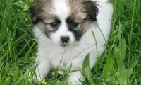 蝴蝶犬吃什么狗粮?以符合它的营养为主