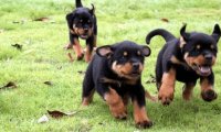 罗威纳犬咬主人吗?从小培养教育很重要