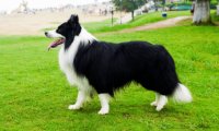 牧羊犬怎么样?你的做法对不对
