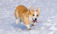 柯基犬最大能长多大?小小身材注定不大