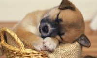 狗虱子怎么去除?对照方法一步步来