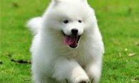 怎样训练萨摩耶犬?看看训练师怎么说