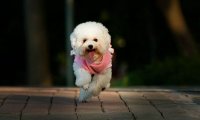 贵宾犬和比熊哪个聪明?可以这样对比一下