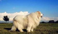 大白熊犬能牧羊吗？千万别小看了它们
