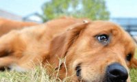 狗狗狂犬病的早期症状,这些方面会很明显