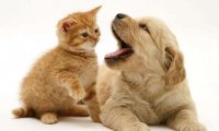 金毛幼犬老是乱咬东西怎么办?