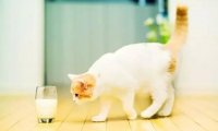 猫不能吃的东西有这些，养猫的你不看看？