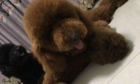 巨型贵宾犬小时候掉毛吗?主要还是看这些方面