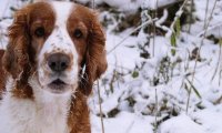 纯种史宾格犬能吃肉吗?专家是这样建议的